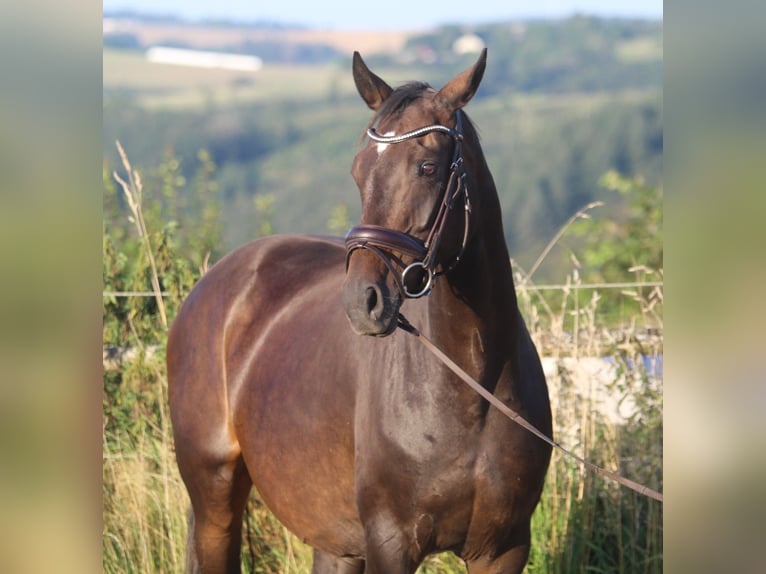 Hannoveriano Yegua 8 años 165 cm Castaño oscuro in Neuerburg