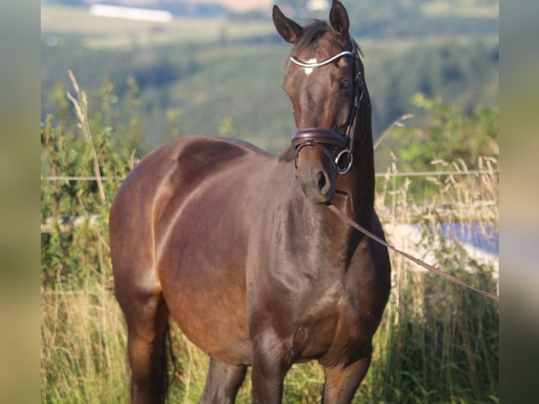 Hannoveriano Yegua 8 años 165 cm Castaño oscuro in GROTE-BROGEL