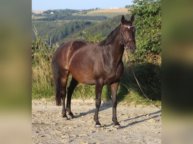 Hannoveriano Yegua 8 años 165 cm Castaño oscuro in GROTE-BROGEL