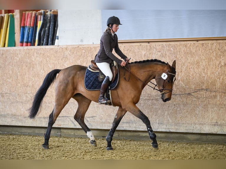 Hannoveriano Yegua 8 años 165 cm Castaño in Kottwil