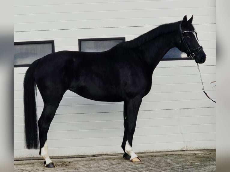 Hannoveriano Yegua 8 años 165 cm Negro in Someren