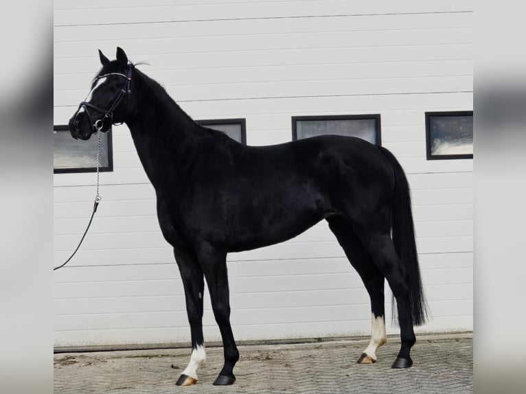 Hannoveriano Yegua 8 años 165 cm Negro in Someren