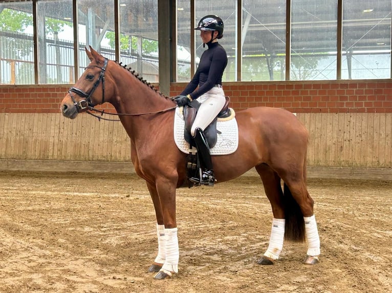 Hannoveriano Yegua 8 años 166 cm Alazán in Telgte