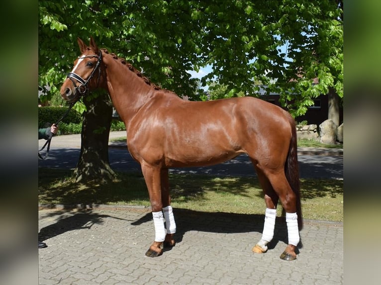 Hannoveriano Yegua 8 años 167 cm Alazán in Fredenbeck