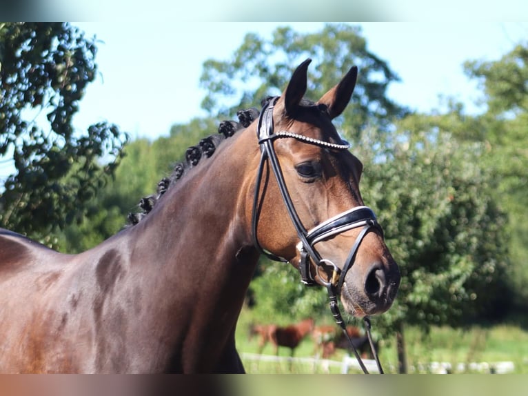 Hannoveriano Yegua 8 años 167 cm Castaño oscuro in Selsingen