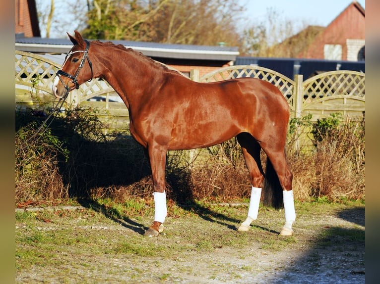 Hannoveriano Yegua 8 años 168 cm Alazán-tostado in Hohenfelde
