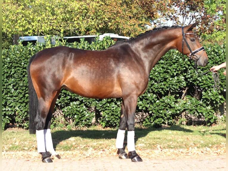 Hannoveriano Yegua 8 años 168 cm Castaño in Selsingen