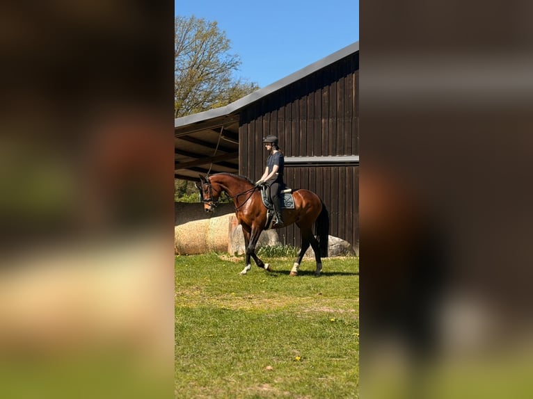 Hannoveriano Yegua 8 años 168 cm Castaño in Dahlenburg
