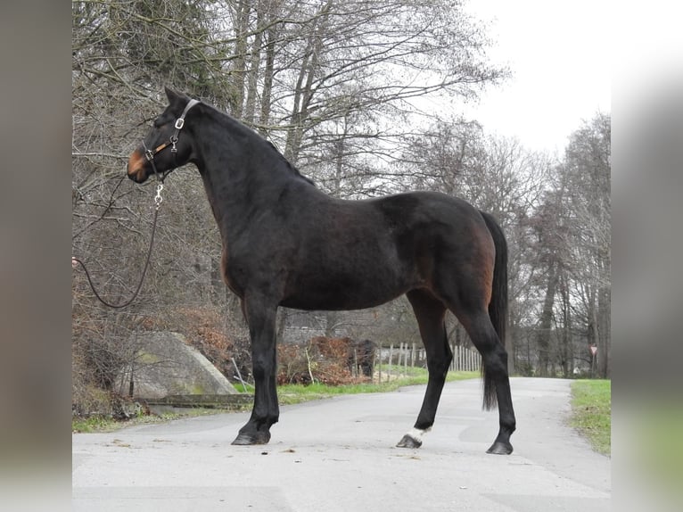 Hannoveriano Yegua 8 años 168 cm Castaño oscuro in Verl