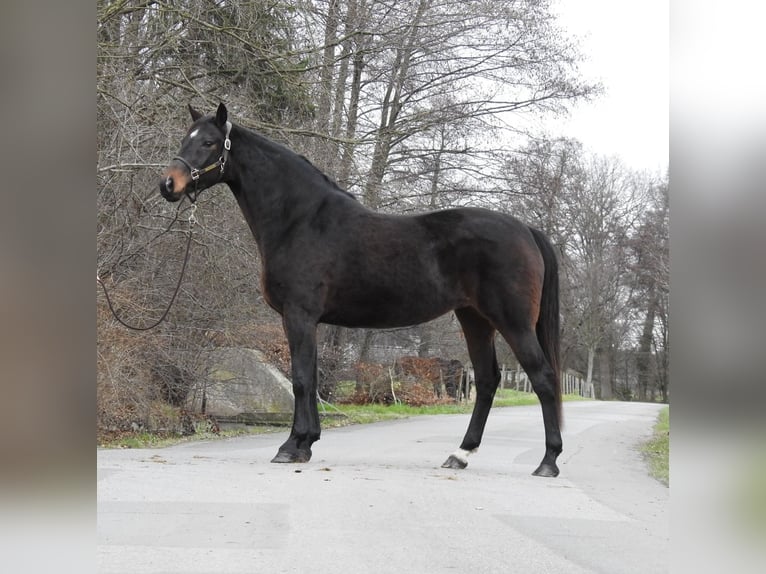 Hannoveriano Yegua 8 años 168 cm Castaño oscuro in Verl