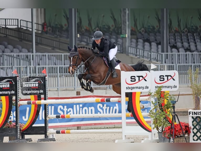 Hannoveriano Yegua 8 años 168 cm Castaño oscuro in Siedenburg
