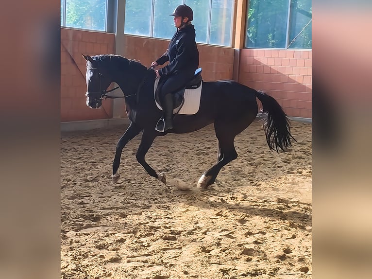 Hannoveriano Yegua 8 años 168 cm Negro in Lage