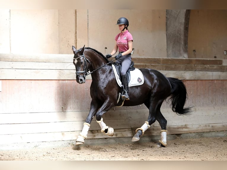 Hannoveriano Yegua 8 años 168 cm Negro in Altenstadt