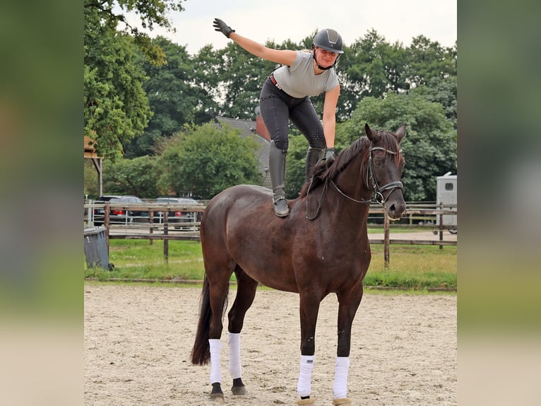 Hannoveriano Yegua 8 años 168 cm Negro in Zeven