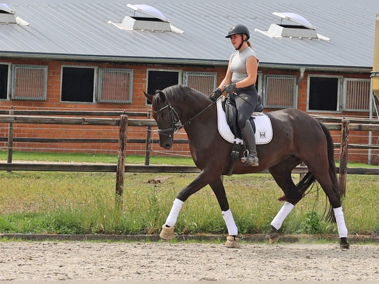 Hannoveriano Yegua 8 años 168 cm Negro in Zeven