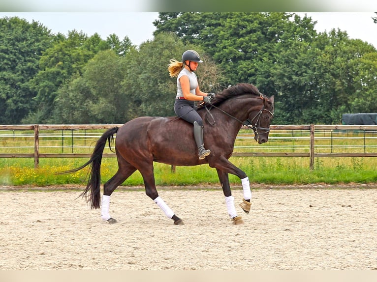 Hannoveriano Yegua 8 años 168 cm Negro in Zeven