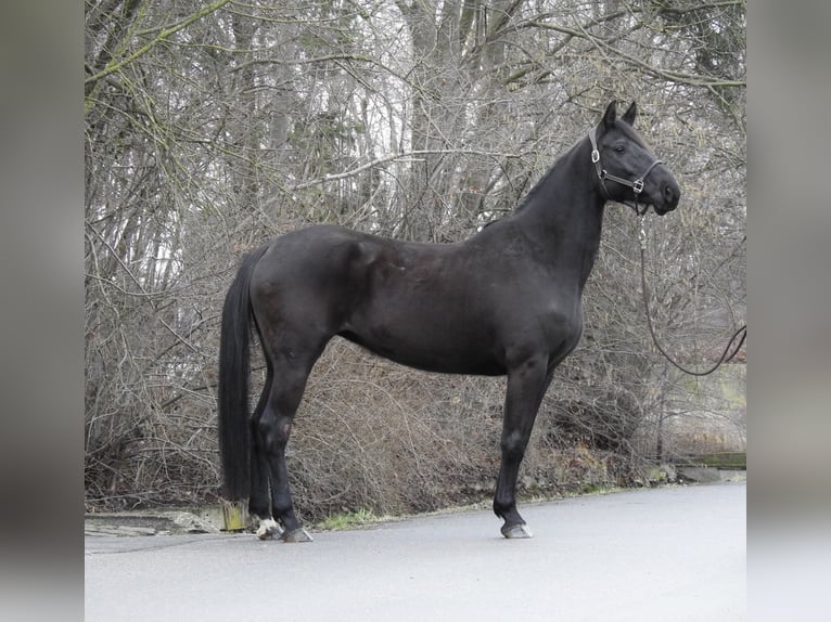 Hannoveriano Yegua 8 años 168 cm Negro in Verl