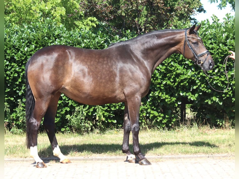 Hannoveriano Yegua 8 años 169 cm Castaño in Selsingen