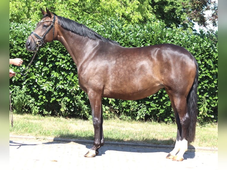 Hannoveriano Yegua 8 años 169 cm Castaño in Selsingen