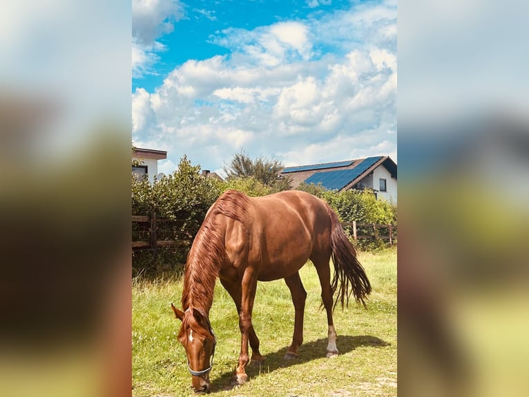 Hannoveriano Yegua 8 años 170 cm Alazán-tostado in Barver