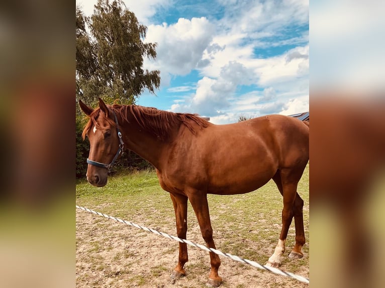 Hannoveriano Yegua 8 años 170 cm Alazán-tostado in Barver
