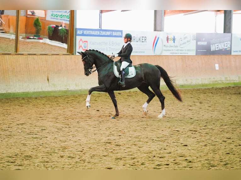 Hannoveriano Yegua 8 años 170 cm Alazán-tostado in Coesfeld