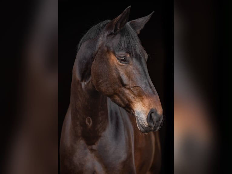 Hannoveriano Yegua 8 años 170 cm Castaño in Vechelde