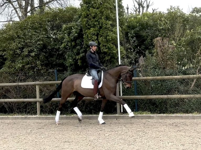 Hannoveriano Yegua 8 años 170 cm Castaño in Westerstede