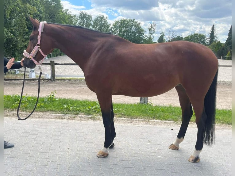 Hannoveriano Yegua 8 años 170 cm Castaño in Burgdorf