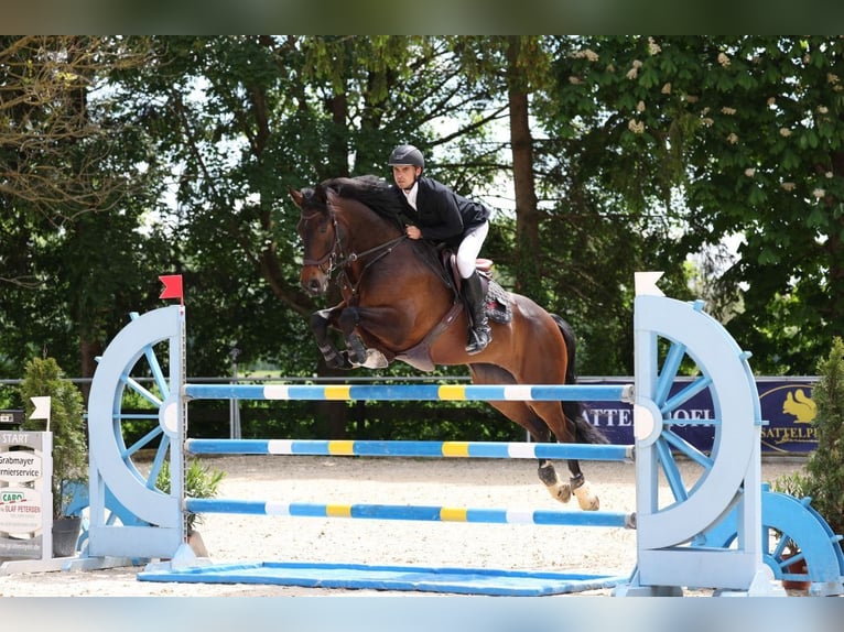 Hannoveriano Yegua 8 años 170 cm Castaño oscuro in Schrobenhausen