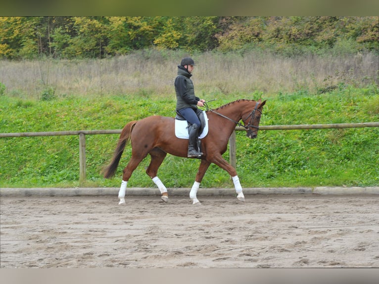 Hannoveriano Yegua 8 años 172 cm Alazán in Wellheim