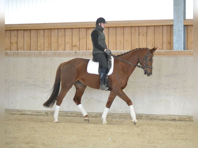 Hannoveriano Yegua 8 años 172 cm Alazán in Wellheim