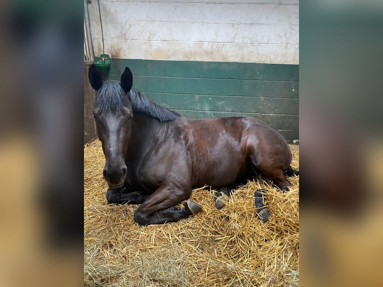 Hannoveriano Yegua 8 años 172 cm Negro in Übach-Palenberg