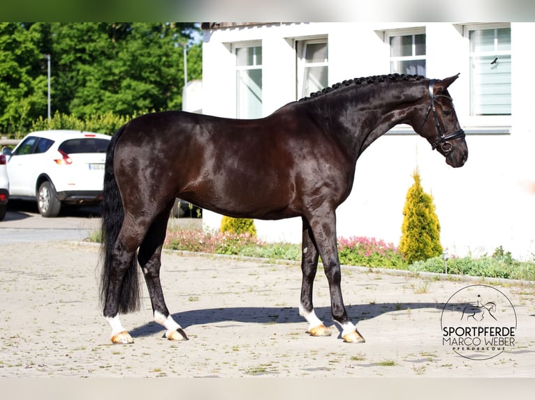 Hannoveriano Yegua 8 años 172 cm Negro in Ibbenbüren