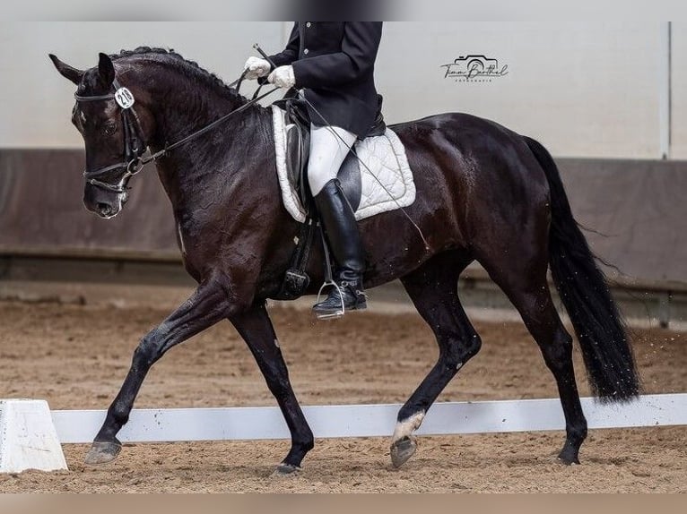 Hannoveriano Yegua 8 años 172 cm Negro in Voerde