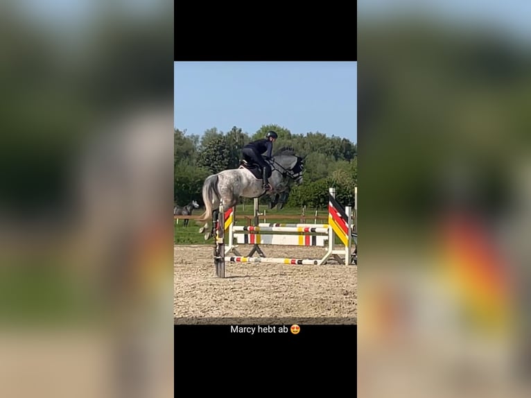 Hannoveriano Yegua 8 años 173 cm Tordo in Uelzen