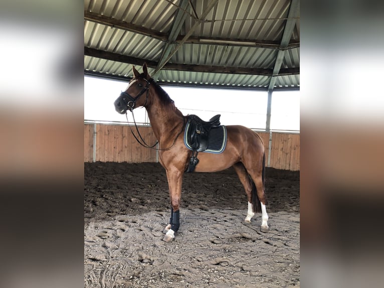 Hannoveriano Yegua 8 años 174 cm Alazán in Erkelenz