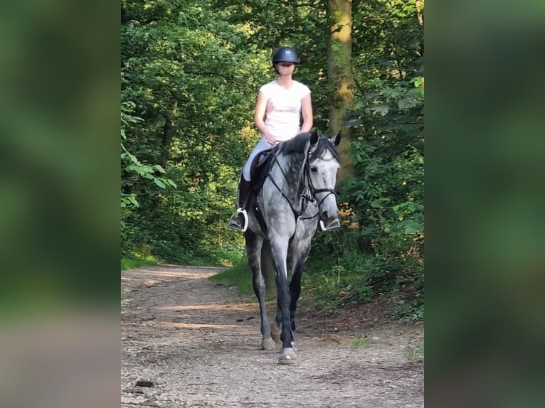 Hannoveriano Yegua 8 años 183 cm Tordo in Hückelhoven