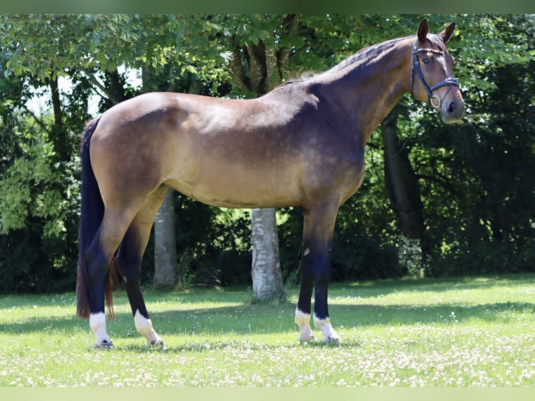 Hannoveriano Yegua 8 años 186 cm Castaño in Börrstadt