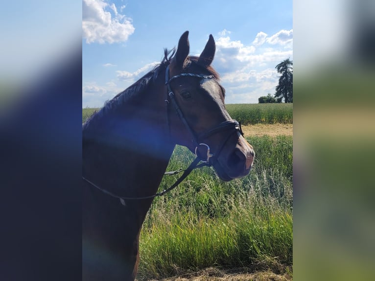 Hannoveriano Yegua 9 años 162 cm Castaño oscuro in Schwerin