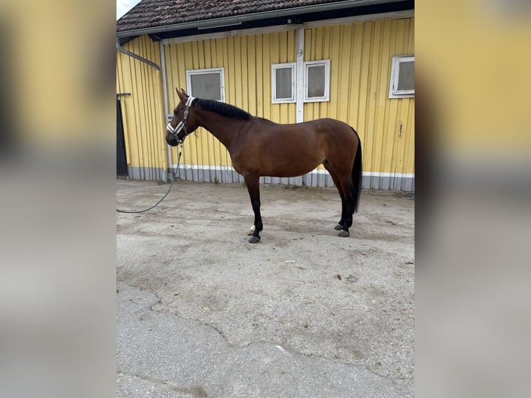 Hannoveriano Yegua 9 años 164 cm Castaño in Kirchberg