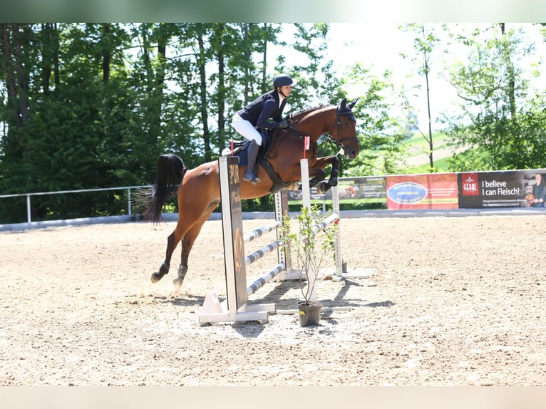 Hannoveriano Yegua 9 años 164 cm Castaño in Kirchberg