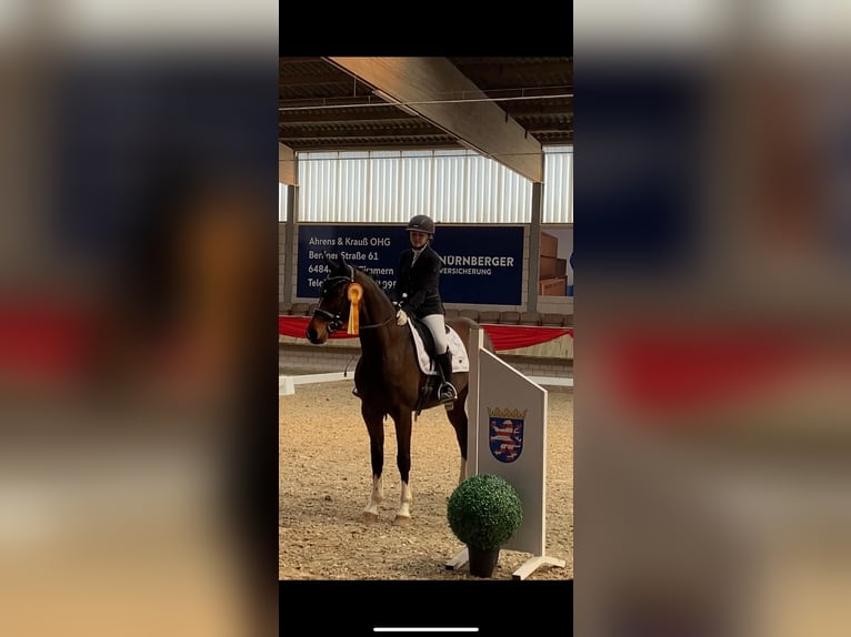 Hannoveriano Yegua 9 años 165 cm Castaño oscuro in Bad König