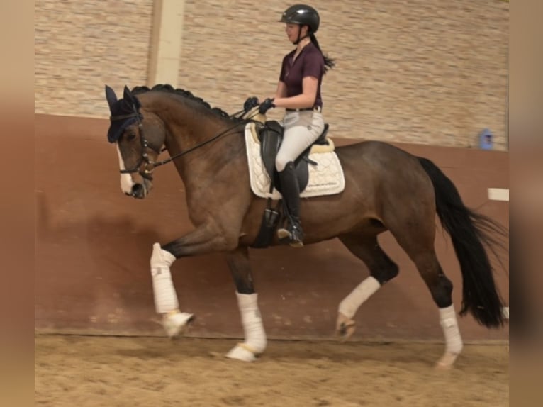Hannoveriano Yegua 9 años 167 cm Castaño oscuro in Wehringen