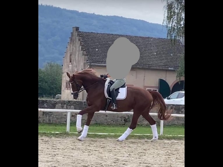 Hannoveriano Yegua 9 años 170 cm Alazán in Bad Arolsen