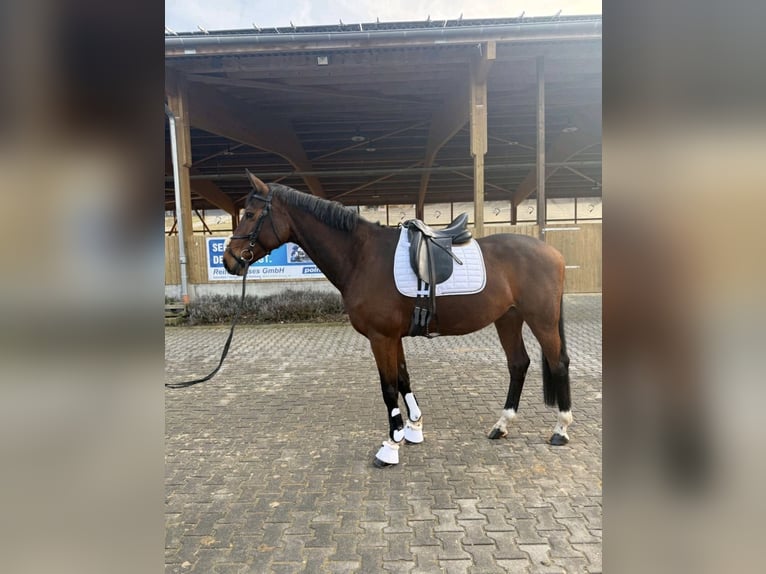 Hannoveriano Yegua 9 años 170 cm Castaño in Limburg an der Lahn