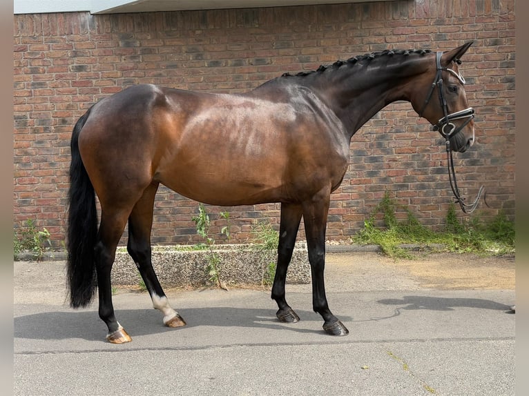 Hannoveriano Yegua 9 años 170 cm Castaño oscuro in Niederkassel