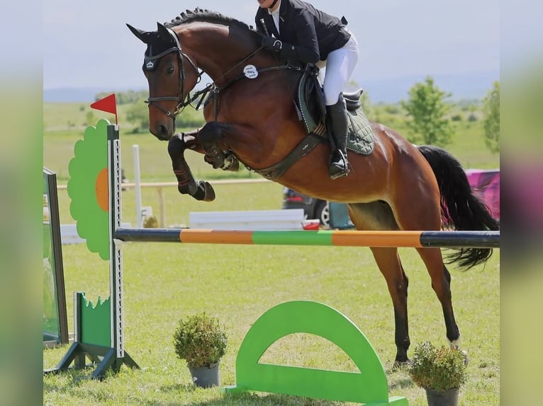 Hannoveriano Yegua 9 años 170 cm Castaño oscuro in Drei Gleichen