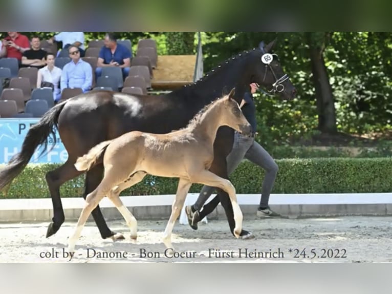 Hannoveriano Yegua 9 años 170 cm Negro in Langwedel