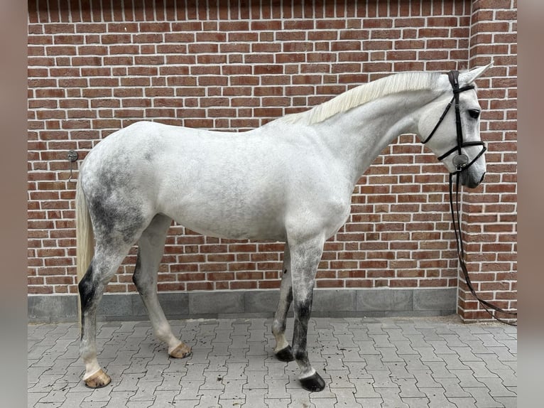 Hannoveriano Yegua 9 años 170 cm Tordo in Walldorf